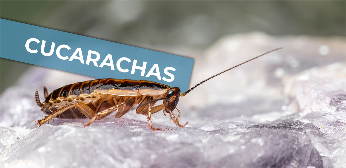 Control De Plagas De Cucarachas En Málaga Tratamientos Para Eliminar Cucarachas