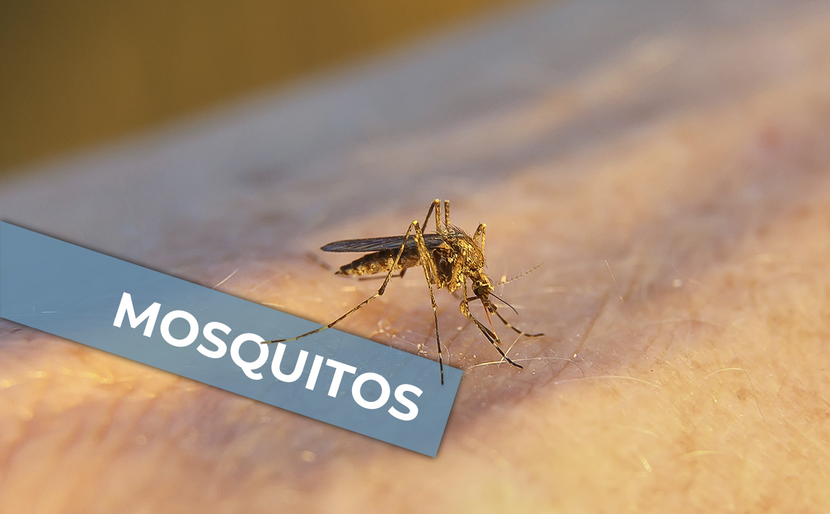 Mosquito malaga