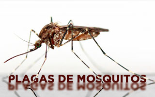 plaga mosquitos