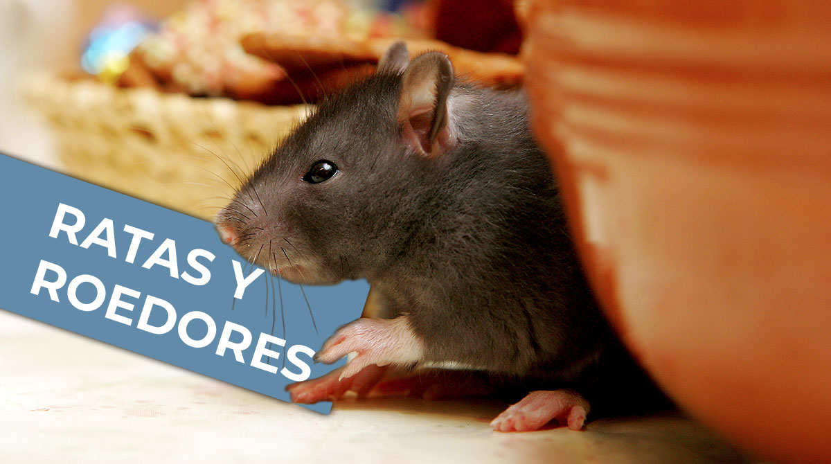 Control de plagas de ratas y roedores en Málaga. Tratamientos para eliminar  ratas y roedores