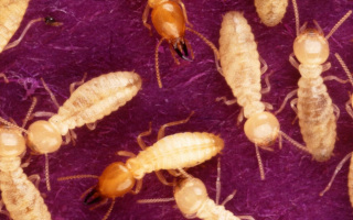 termita tipos