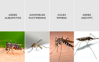 tipos de mosquitos con nombres
